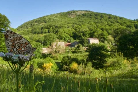 Boerderij Frankrijk Languedoc-Roussillon 7-personen