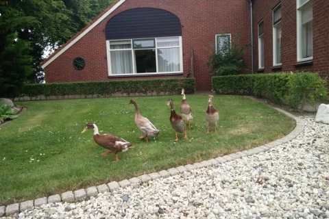 Boerderij Nederland Groningen 2-personen