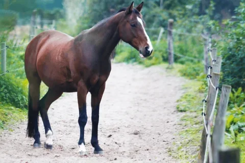 Kampeerplek Nederland Gelderland 2-personen