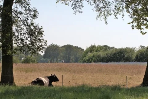 Vakantiehuis Nederland Overijssel 4-personen