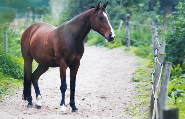 Kampeerplek Nederland Gelderland 2-personen